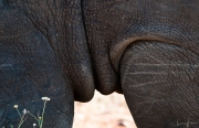 Male Rhino
