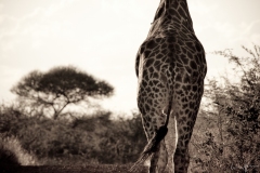 giraffe part one